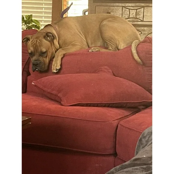 Buckle Black Jeans Mens 34x32 (Tag 34x34)Blue Fit No 9 Bootleg Dark Wash Stretch - Picture 9 of 10